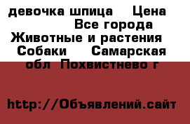 девочка шпица  › Цена ­ 40 000 - Все города Животные и растения » Собаки   . Самарская обл.,Похвистнево г.